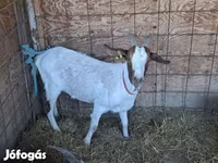 Cabra, Cabras — foto 5