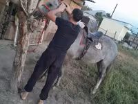 At, Thoroughbred horse — foto 3