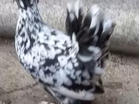 Chickens — fotografija 4
