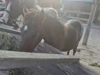 Caballo, Welsh Cob — foto 6