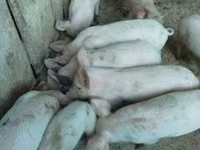 Boar, Крупная белая — photo 3