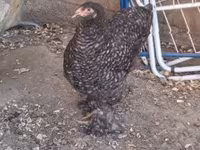Brahma — Foto 1