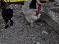 Chickens — fotografija 1