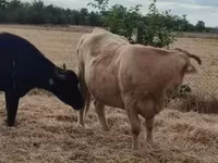 Kuh, Aberdeen-Angus — Foto 2