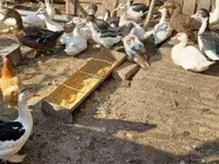 Ducks — fotografija 2