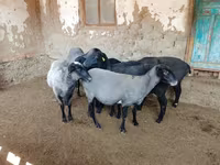 Qoyun, Romanov sheep — foto 2