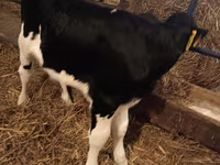 ثور, Simmental cattle — الصورة 7