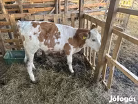 Taureau, Simmental cattle — photo 1