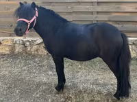 Cavalo, Cavalos — foto 1
