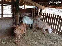 Goat, Goats — photo 1