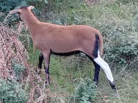 Ovca, Cameroon sheep — fotografija 4