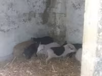 公猪 — 照片 1