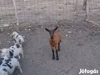 बकरी, Alpine goat — फ़ोटो 5