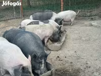 Schweine (Partie, Geschlecht nicht angegeben), Schweine — Foto 5