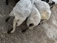 Oveja, Dorper sheep — foto 2