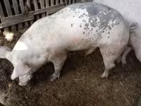 Knur, Świnie — zdjęcie 1