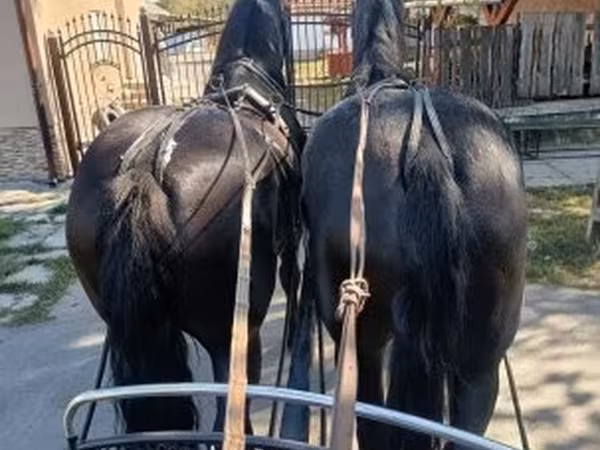 Kobila, Friesian