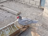Ducks — fotografija 4