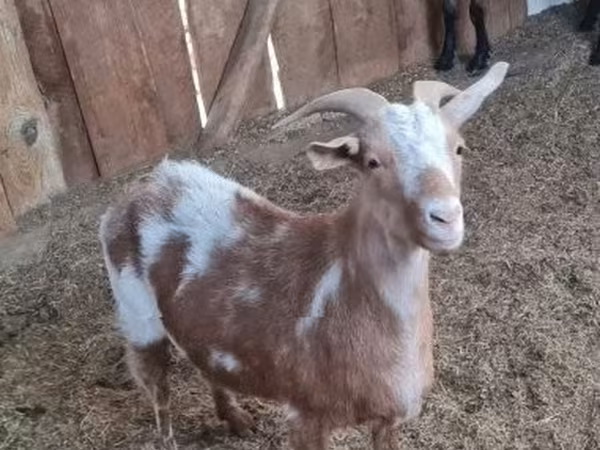 母山羊, Goats