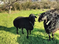 Widder, Tian-Shan semifinewool sheep — Foto 2
