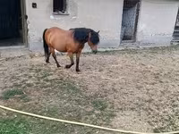 Égua, Cavalos — foto 2
