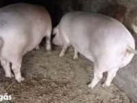 Cerdos (lote, sexo no especificado), Крупная белая — foto 3
