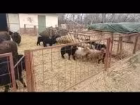 母羊, Racka sheep — 照片 6