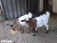 عنزة, الماعز — الصورة 2