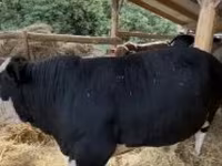Toro, Raza Holstein — foto 1