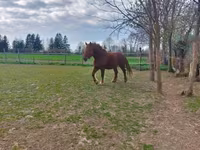 Égua, Hungarian horse breed — foto 5