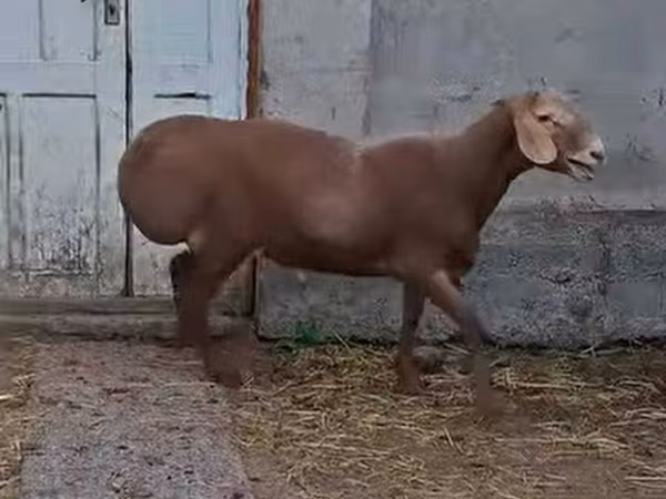 Sheep (batch, sex not specified), Sheep