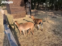 Ziege, Ziegen — Foto 1
