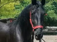Madyan, Friesian — foto 2