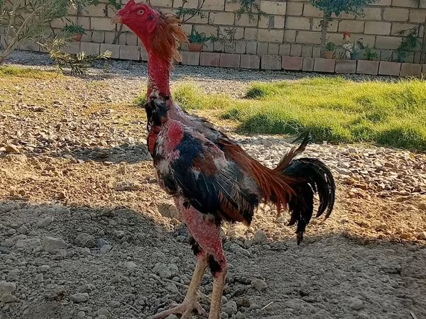 Malajski borac