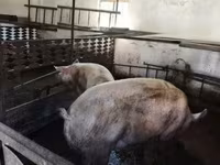 Locha, Świnie — zdjęcie 5