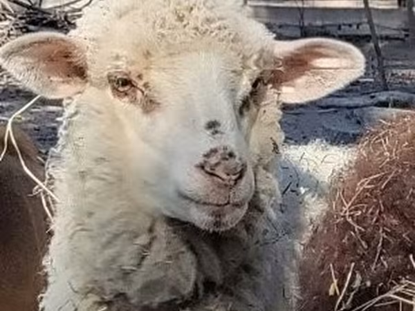 Owca, Merino sheep