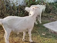 Koza, Saanen goat — fotografija 1