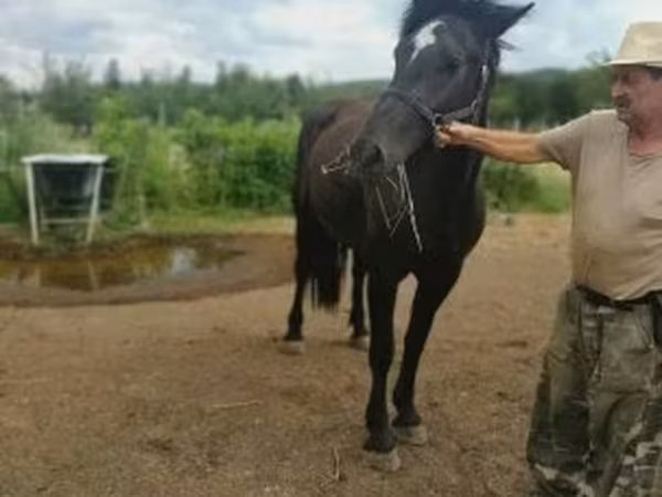 Yegua, Međimurje horse