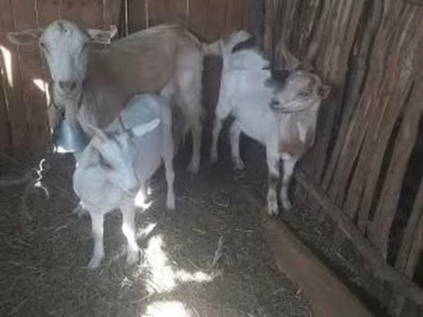 Cabra, Cabras — Hungria