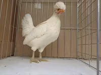 Chickens — Foto 3