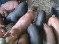 Świnie (partia, płeć nieokreślona), Świnie — zdjęcie 4