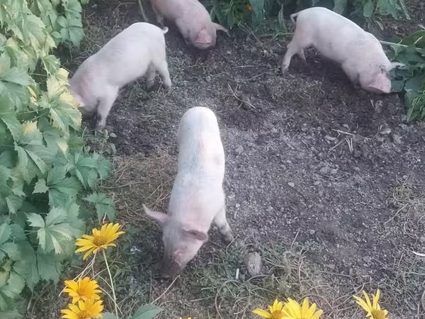 Świnie (partia, płeć nieokreślona), Świnie
