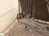 Chickens — fotografija 3