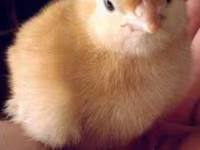 Chickens — الصورة 1