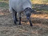 雄羊, White Suffolk sheep — 写真 1