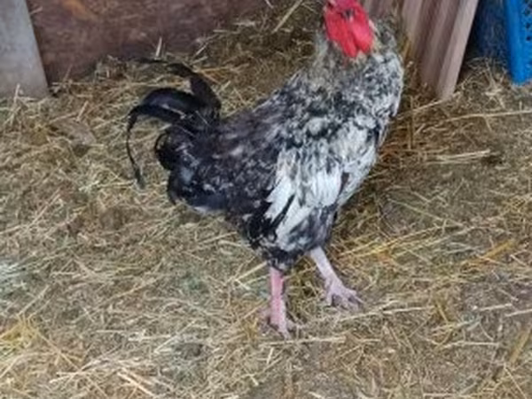 Chickens