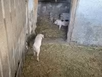 Locha, Świnie — zdjęcie 4