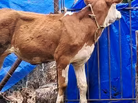 Cow, Simmental cattle — photo 3