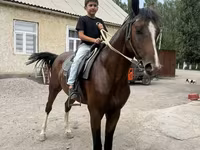 Pastuv, Anglo-Arabian — fotografija 2