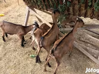Cabro, Alpine goat — foto 2
